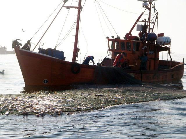 Fijan captura máxima de corvina para el área del tratado del Río de la