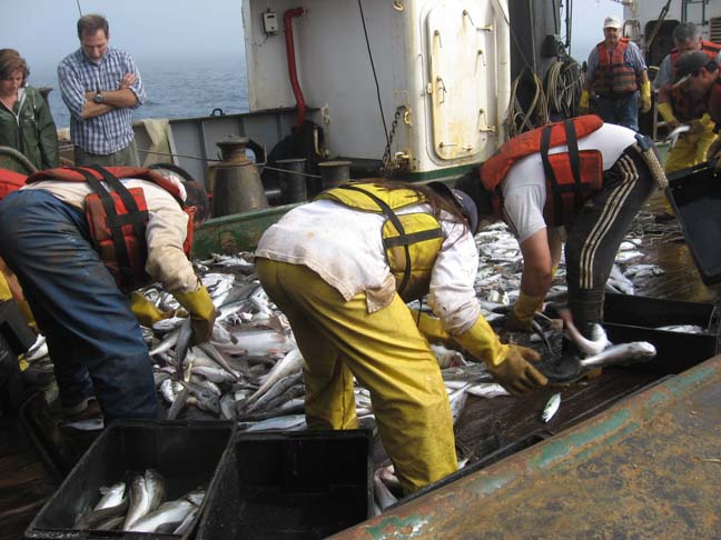 Delinean plan de investigación para merluza en la Zona Común de Pesca