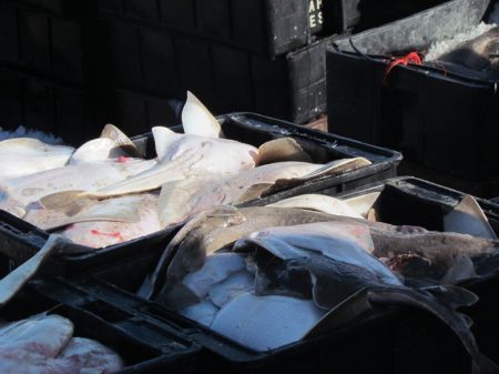 Renuevan veda de condrictios en la Zona Común de Pesca