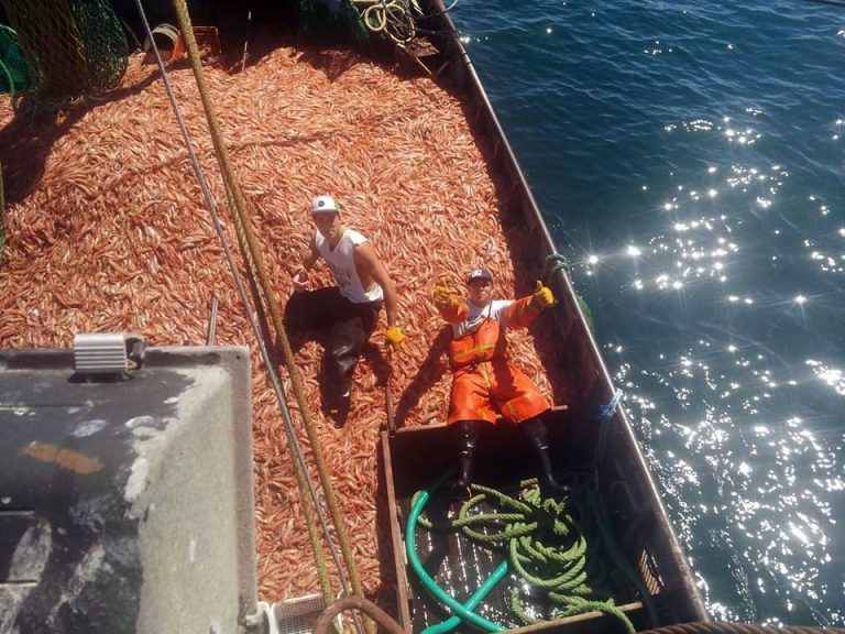 Cuáles fueron los barcos que obtuvieron los mayores rendimientos de langostino