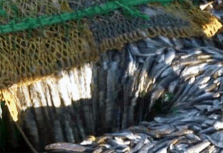 Desembarques de merluza de cola por buque