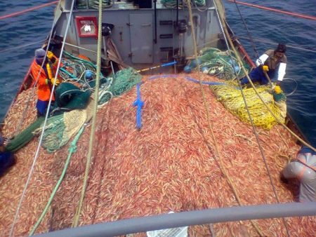 El langostino se perfila para otra temporada record