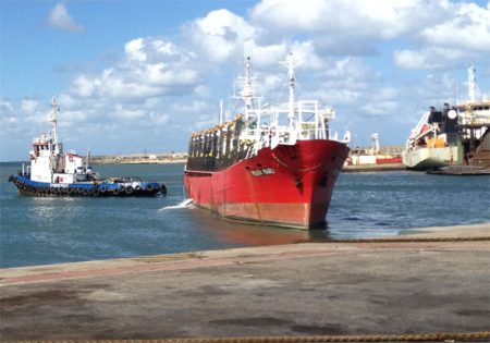 Habilitan captura de calamar en la Zona Común de Pesca