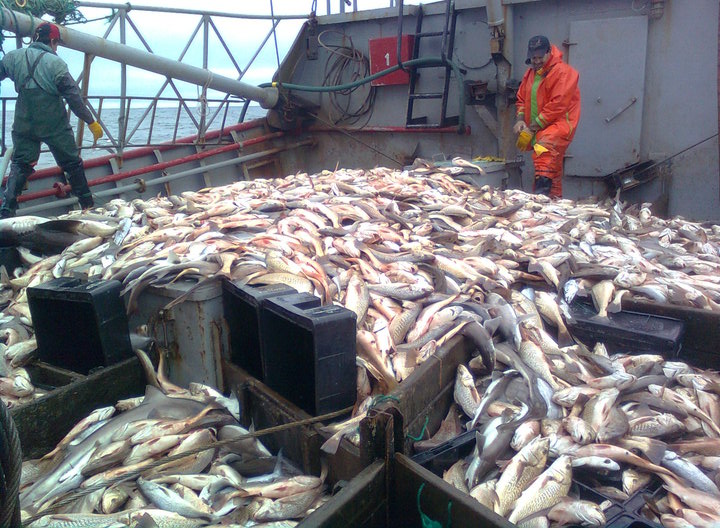 Nigeria retoma la importación de pescado argentino