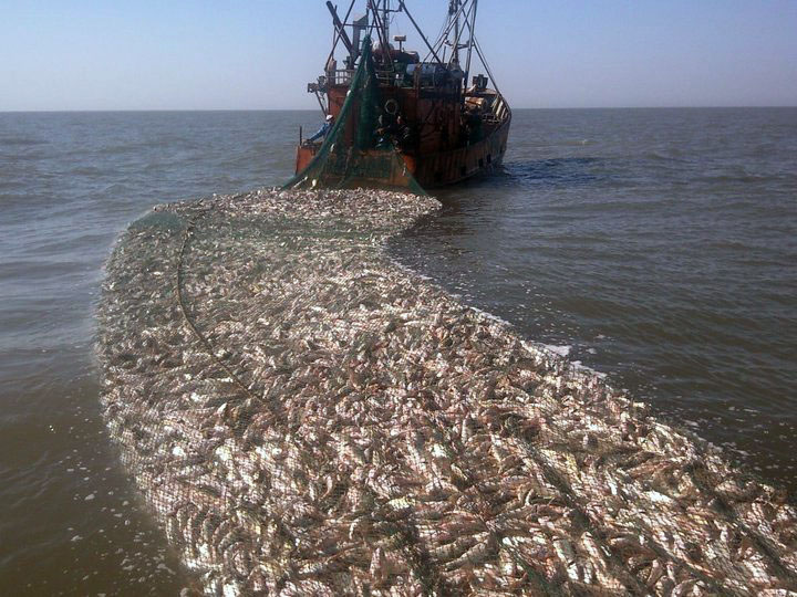 Reciben solicitudes de permiso para la zafra de corvina y preparan prospección