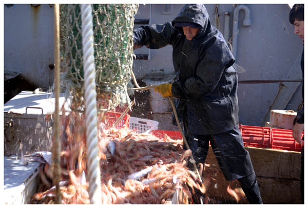 Comenzó la temporada de langostino en aguas nacionales
