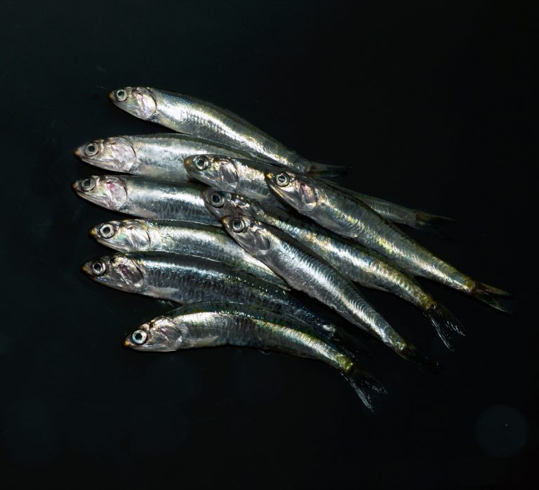 Determinan captura máxima permisible de anchoíta