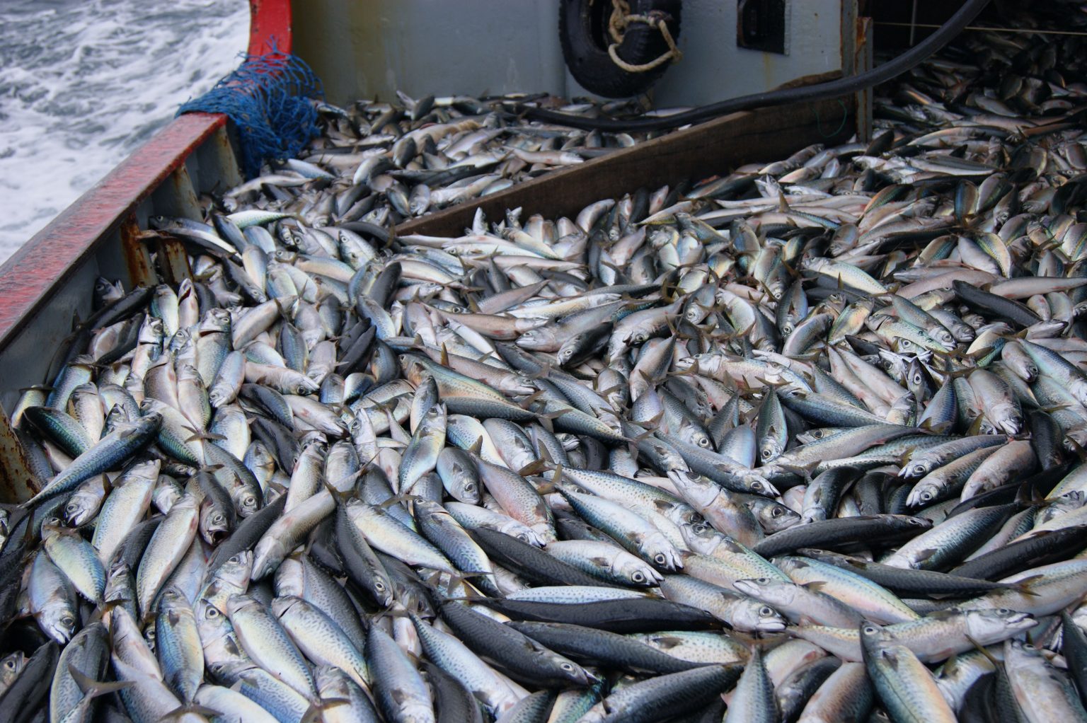 La flota fresquera dio con las primeras concentraciones de caballa