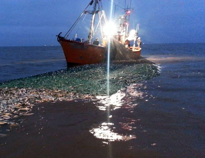 Inminente apertura para la zafra de corvina en zona fluvial
