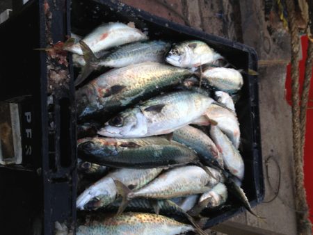 Crecen los desembarques de caballa