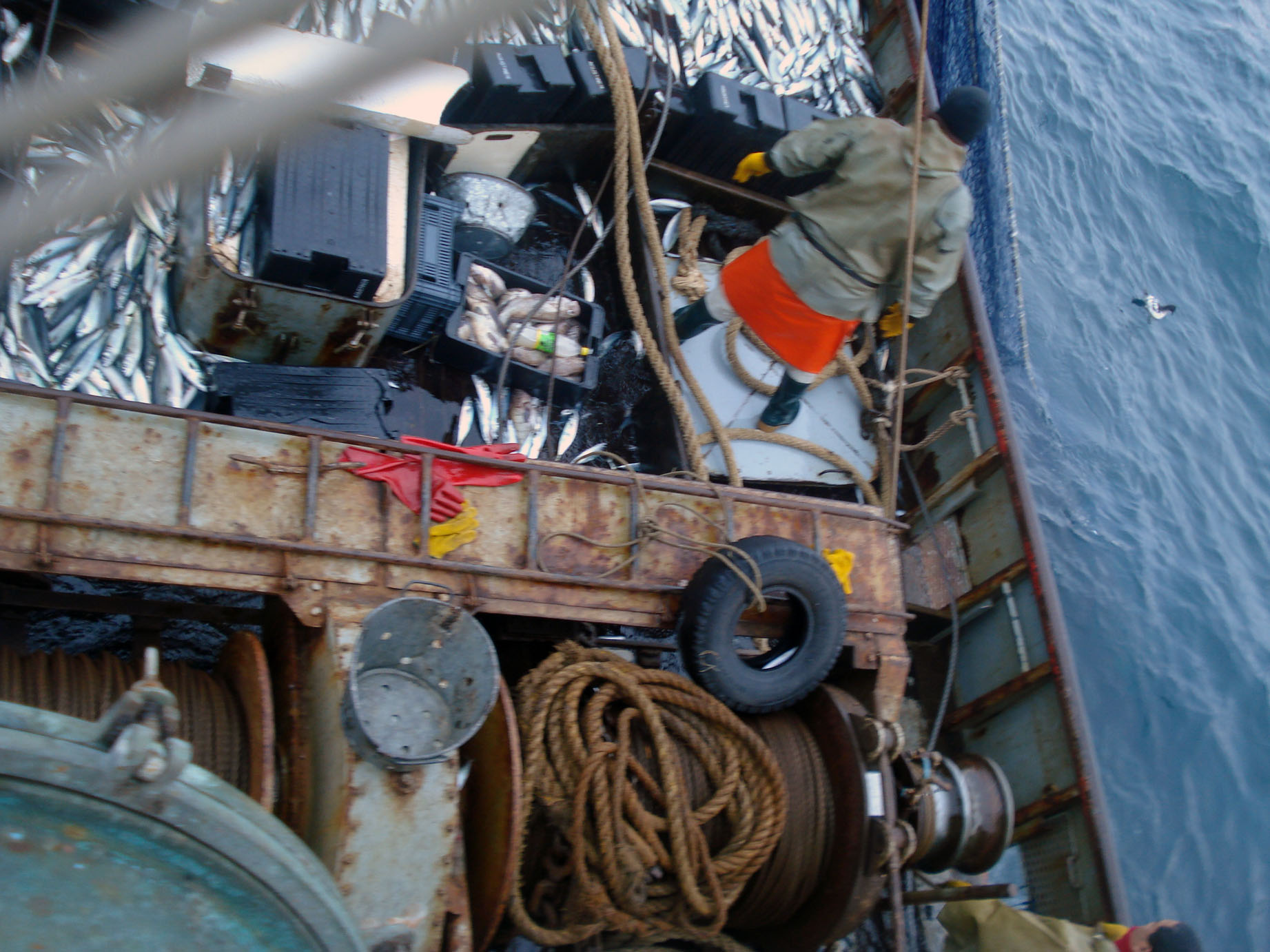 Esbozos de la temporada de caballa