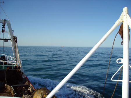 Crecen las inquietudes ante la merma de anchoíta