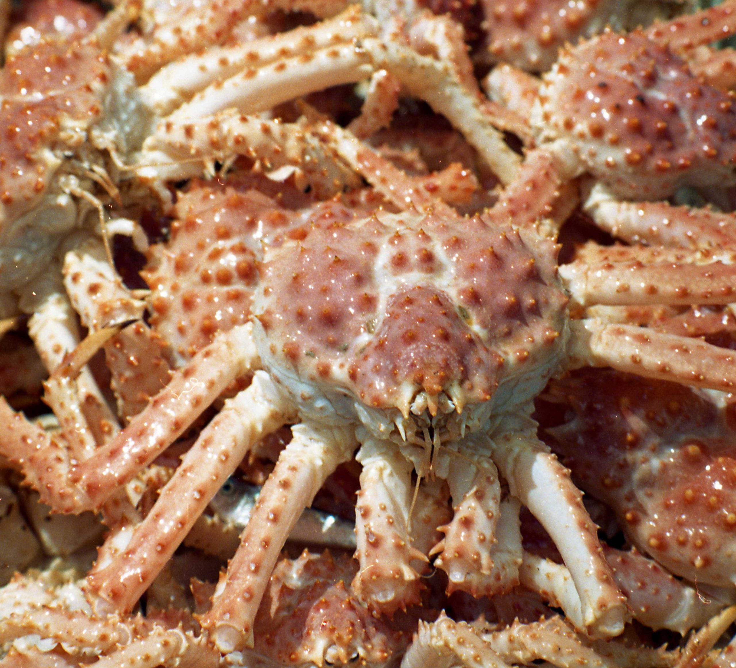 El Inidep traza un plan de marcación para centolla