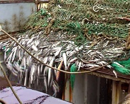 Merluza: veda de primavera en la Zona Común de Pesca