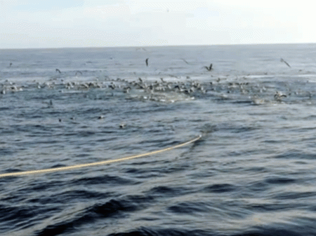 Merluza y AnchoÃta. Nuevas resoluciones de la Comisión Técnica Mixta del Frente MarÃtimo