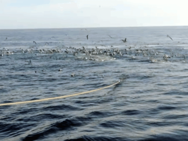 Cambian las características de la prospección de anchoíta