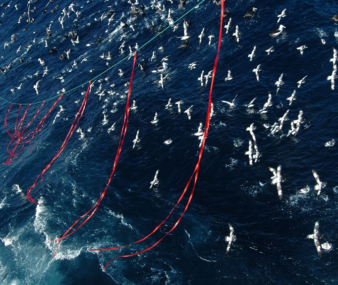 Prueban método para atenuar el impacto de la pesca en diferentes aves