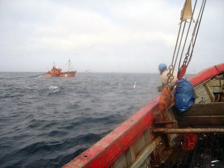 Zona Com煤n de Pesca: establecen medidas de manejo para ancho铆ta y cartilaginosos