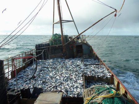 Mayor margen para la pesca de merluza hubbsi y merluza de cola en 2014