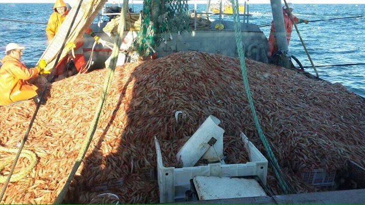 Langostino: radiografía de otro año record