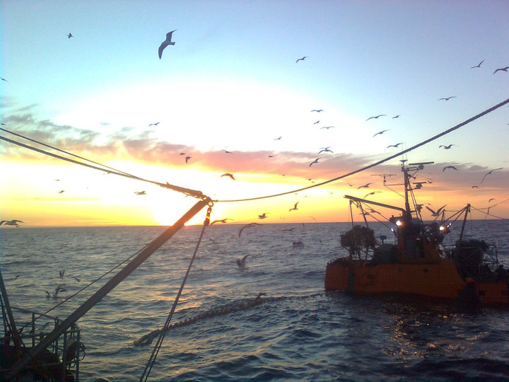 Fuerte caída en los desembarques de corvina