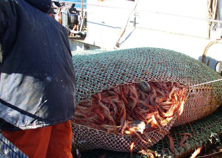 Nuevo pedido por la apertura de langostino en aguas nacionales