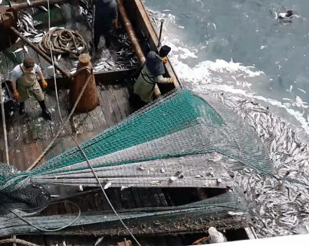 Veda de invierno para merluza en la Zona Común de Pesca