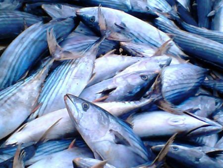 Las lanchas traen bonito y un m铆nimo de aire para las conserveras