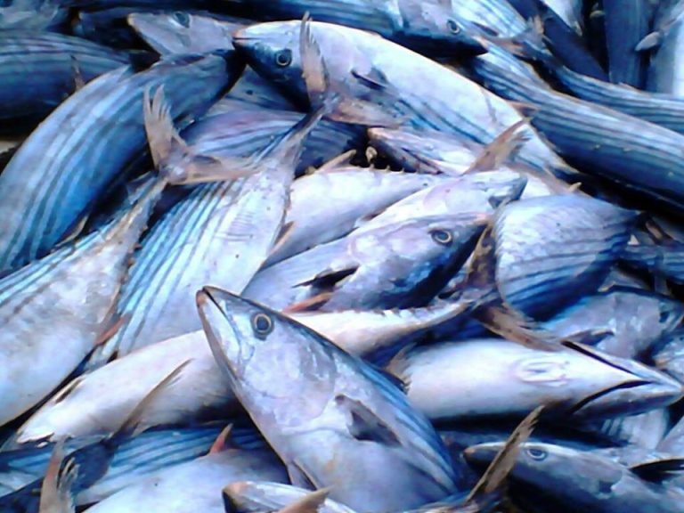 Las lanchas traen bonito y un mínimo de aire para las conserveras