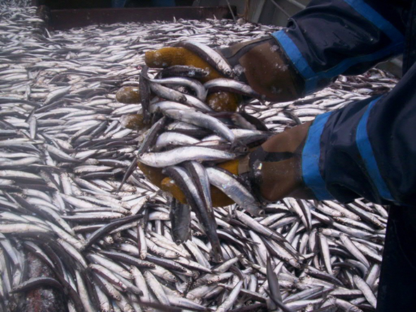 Los barcos que dominaron la temporada de anchoíta 2014