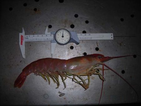 El Inidep sugiere no adelantar la temporada de langostino en aguas nacionales