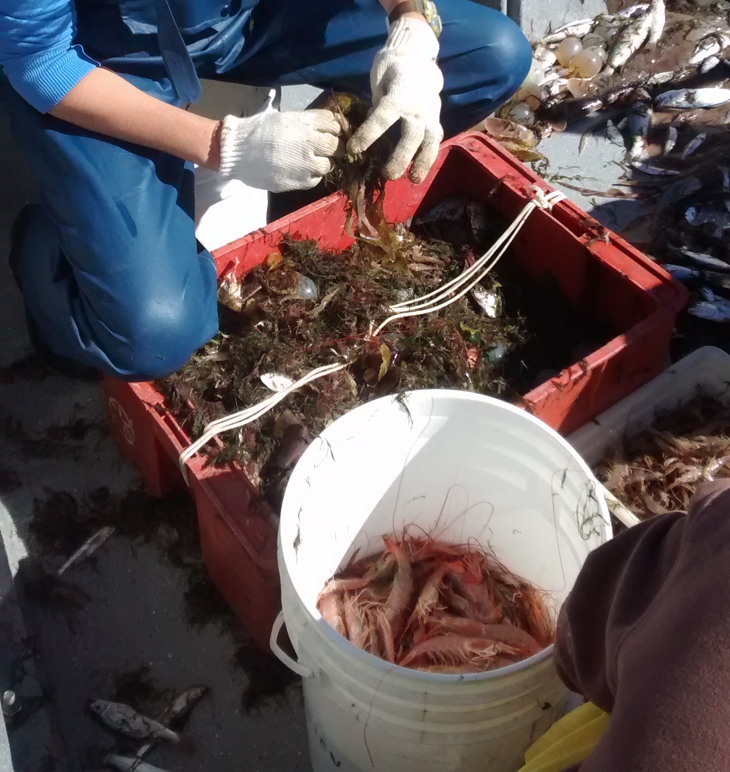 El Inidep quiere saber más sobre el langostino y camarón bonaerense