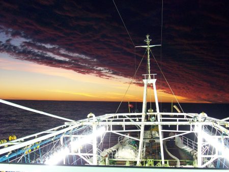 Se capturaron casi 22 mil toneladas de calamar en las primeras tres semanas de operaciones