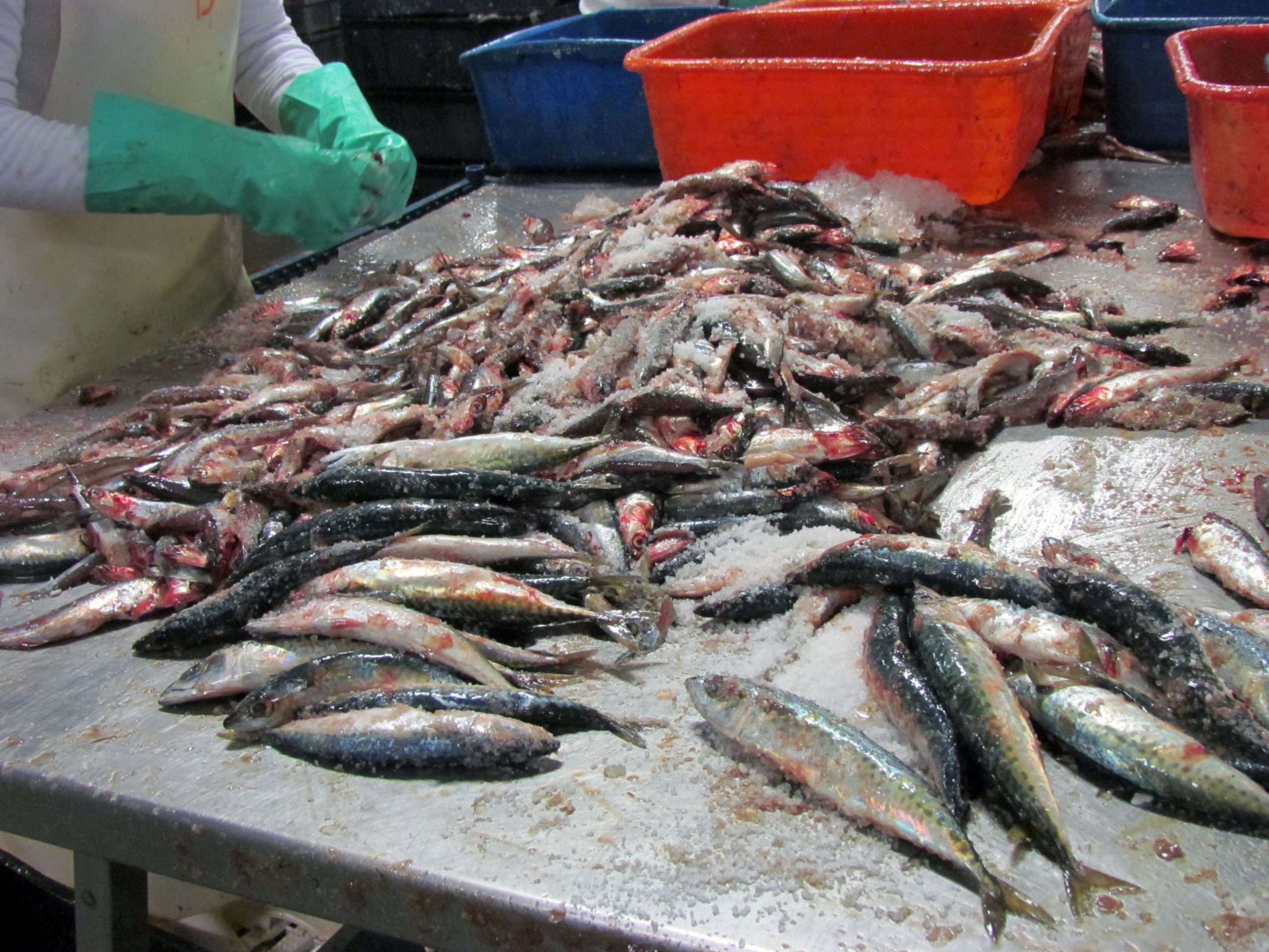 Con la lupa sobre anchoíta, tuvo su primera reunión la Comisión de Seguimiento de Pesquerías Pelágicas