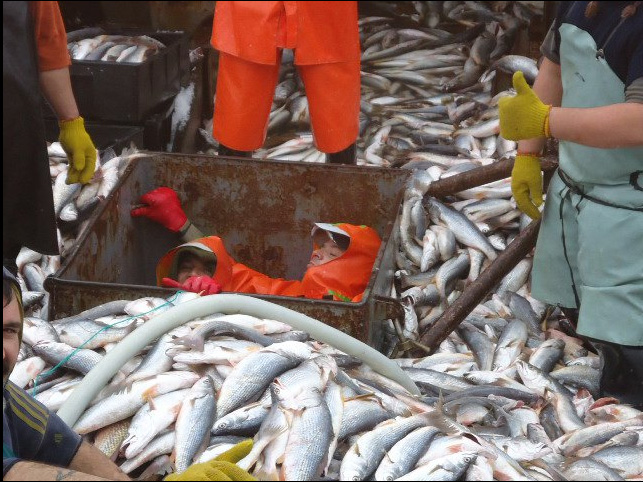 Captura máxima para pescadilla en la Zona Común de Pesca