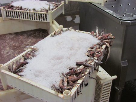 “Hace seis años que no encontramos anchoÃta grandeâ€