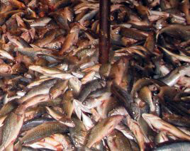 Inestabilidad en la zafra de corvina