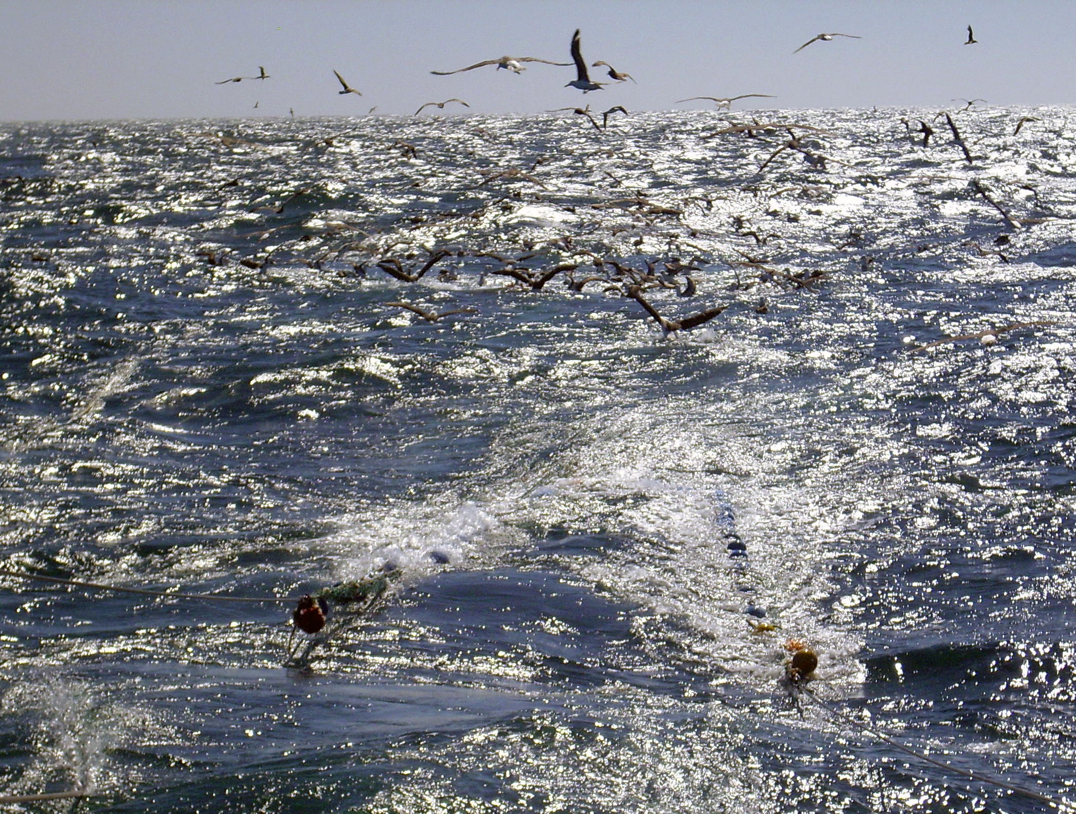 Nuevo informe de FAO sobre el estado mundial de la pesca y la acuicultura