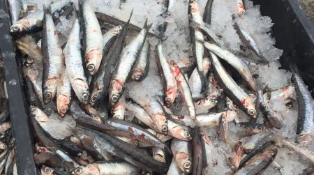 Desembarques de ancho铆ta 2016, entre los m谩s bajos de la serie hist贸rica