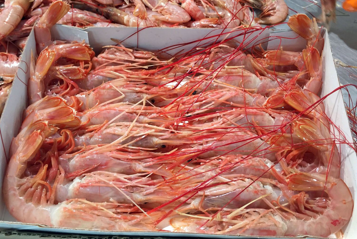 Langostino: se piensa en prospectar el área ubicada al norte del 43°