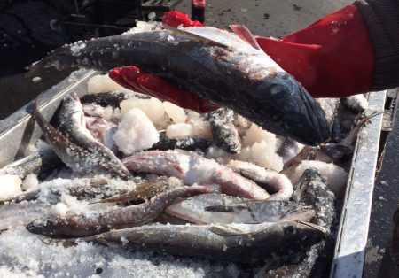 Seg煤n datos oficiales, crecieron levemente los desembarques de merluza