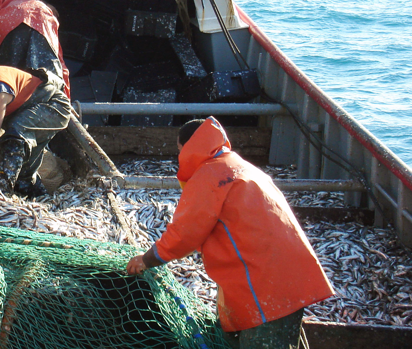 «La población de anchoíta bonaerense debe considerarse saludable”