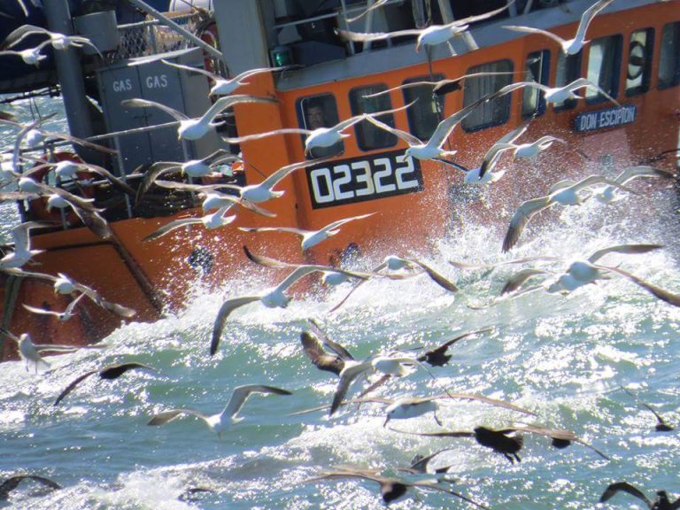 L铆mites a la captura de condrictios; la problem谩tica lleg贸 al Consejo