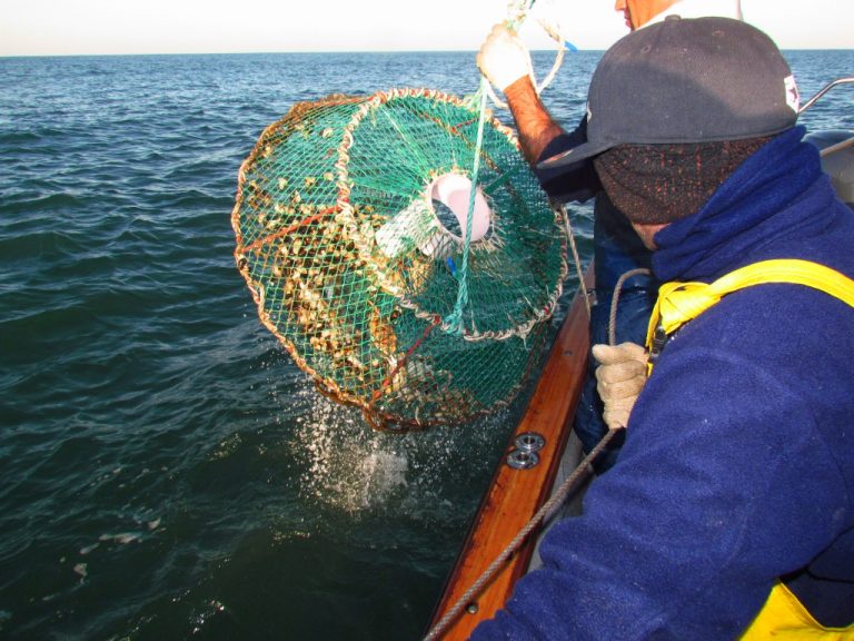 Evalúan potencial del “cangrejo nadador†para impulsar su pesca comercial