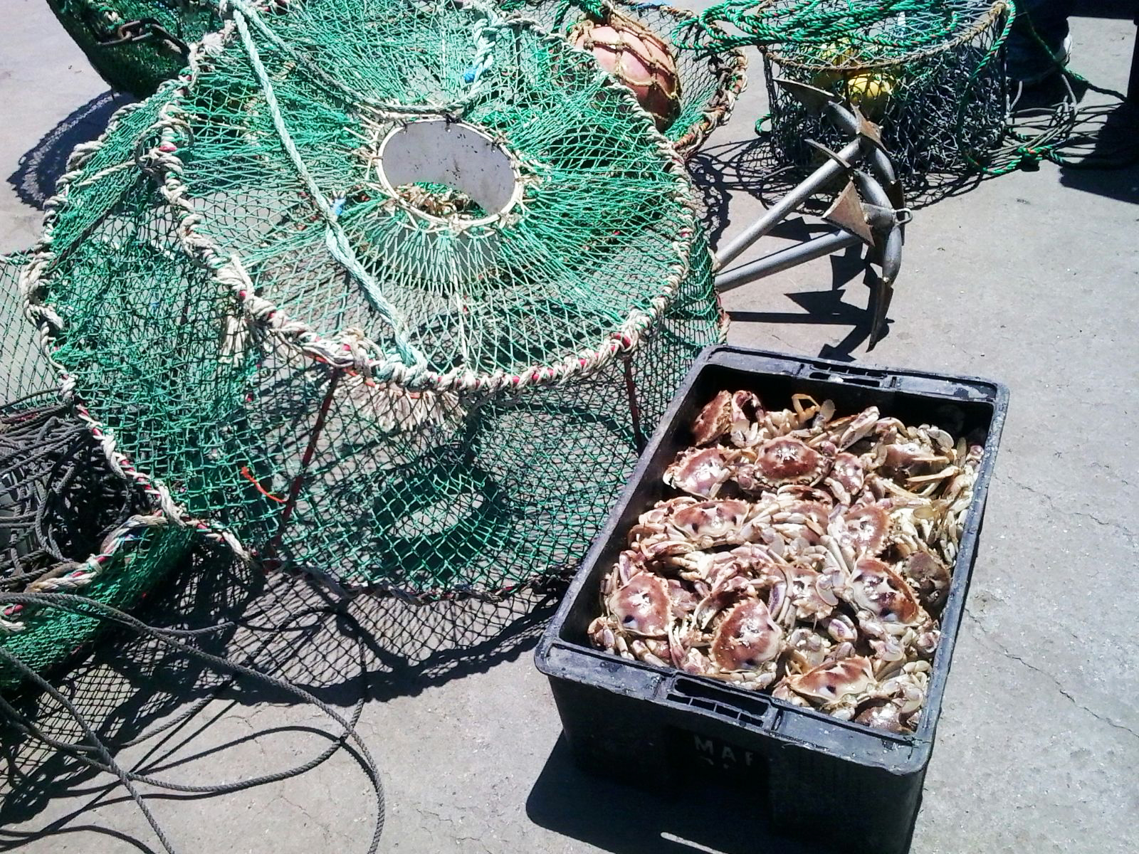 pesca cangrejo