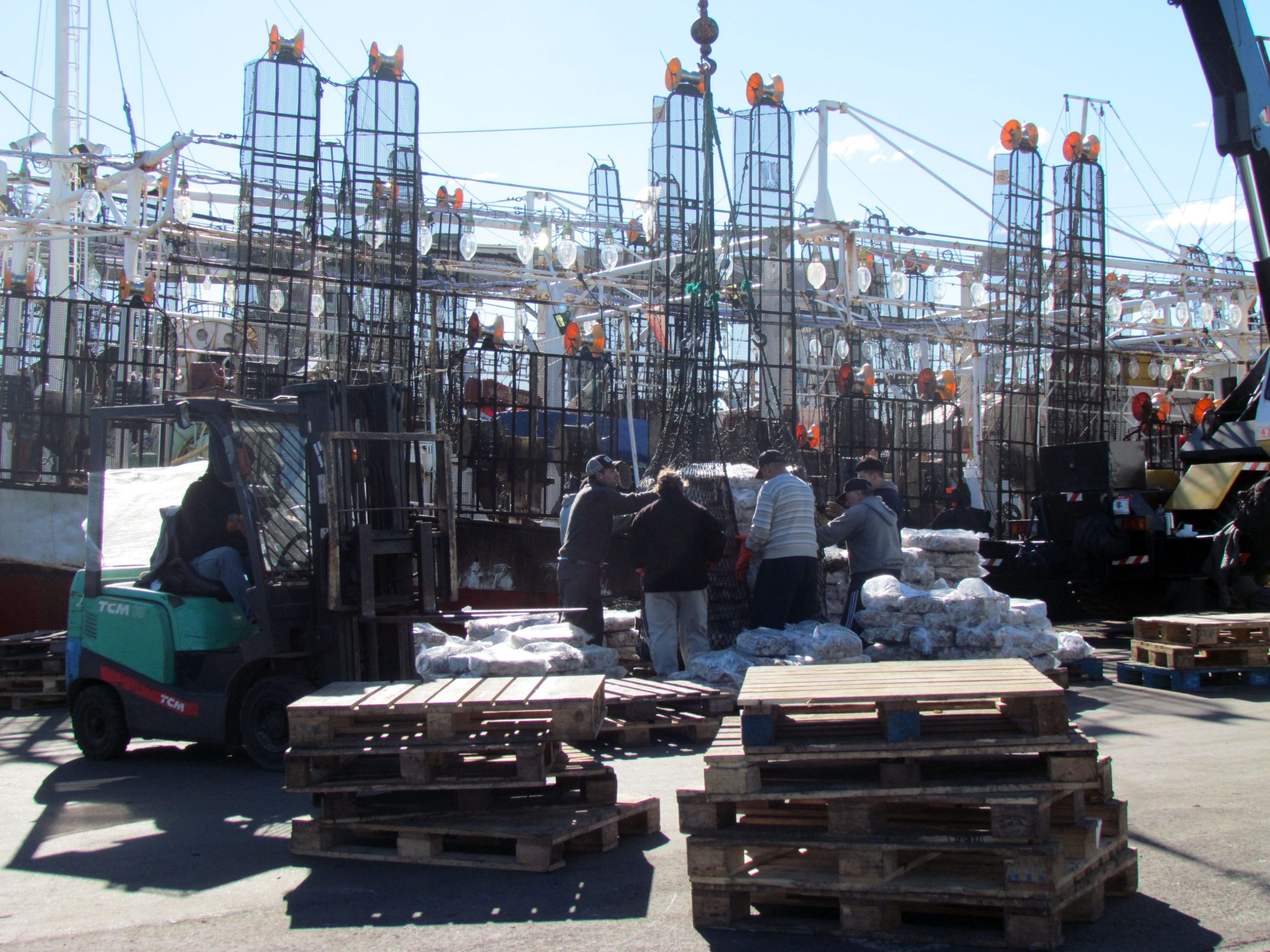 Caen las capturas de calamar y crece la incertidumbre