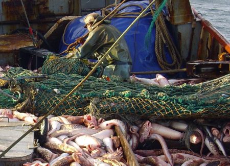 Los barcos con mejores rendimientos en abadejo, corvina, pescadilla, ancho铆ta y caballa