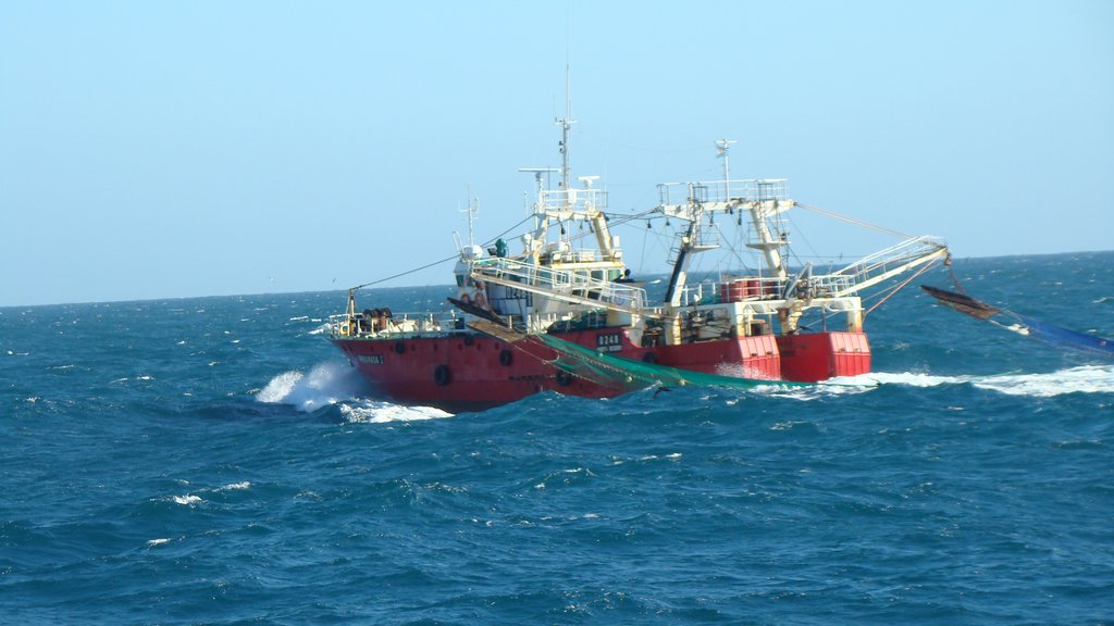 Ya es récord la temporada de langostino