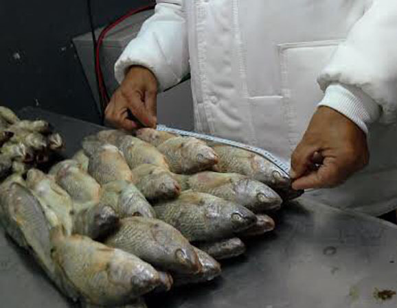 La corvina muestra un declive en los desembarques