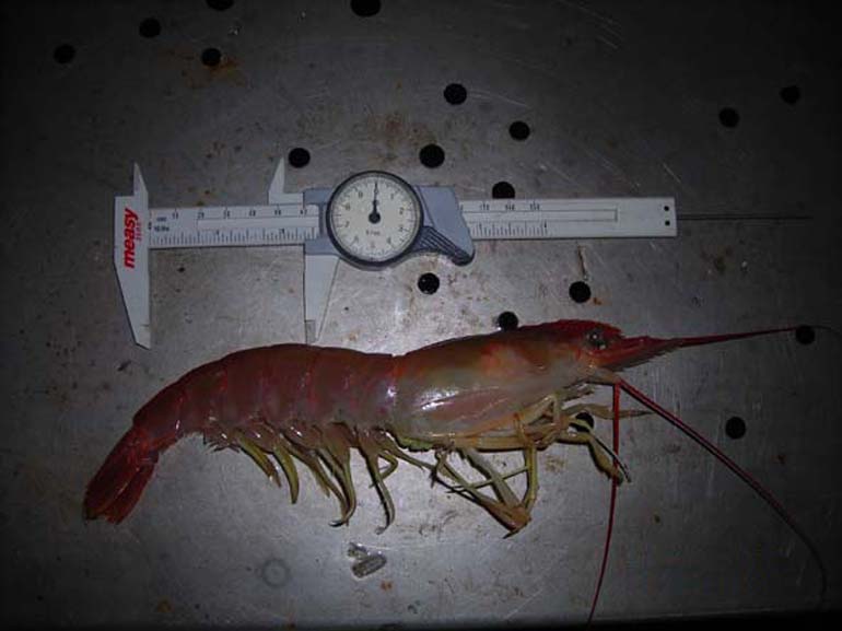 La ecocertificación del langostino, aún sin plazos